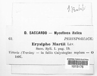 Erysiphe martii image